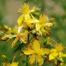 100 Flower Seeds Chamomile  St. John's Wort, easy to grow   #RBSE64