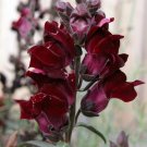50 Flower Seeds Digitalis Foxglove Black Beauty, easy to grow   #RBSE64