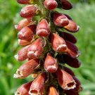 50 flower seeds Chocolate Soldier Digitalis Foxglove, easy to grow #RBSE64