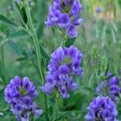 100 Flower Seeds Mediicago Sative Purple Alfalfa    #RBSE64