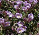 25  Flower Seeds Little Dragon Chaenorrhinum, easy to grow   #RBSE64