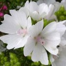 30 Flower Seeds Malva White Appleblossom Perennial, easy to grow #RBSE64