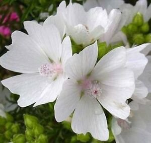 30 Flower Seeds Malva White Appleblossom Perennial, easy to grow #RBSE64