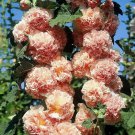 35 Flower Seeds Salmon Color Hollyhock      #RBSE64
