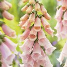 50 Flower Seeds   Digitalis Foxglove Apricot Beauty  #RBSE64