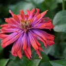 50 Flower Seeds Zinnia Whirligig Mix  color, easy to grow   #RBSE64
