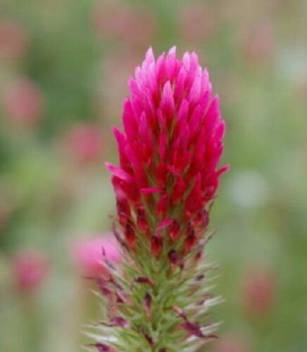 100  Flower Seeds Red Clover, great for your garden    #RBSE64