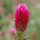 100  Flower Seeds Red Clover, great for your garden    #RBSE64