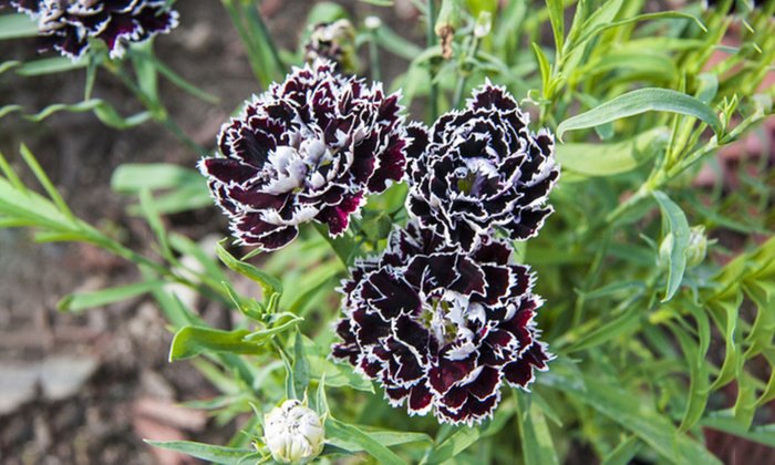 30 Flower Seeds  Fragrant Carnation Black  White Velvet Lace Perennial , easy to grow #RBSE64