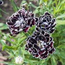 30 Flower Seeds  Fragrant Carnation Black  White Velvet Lace Perennial , easy to grow #RBSE64