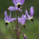 25  Flower Seeds Dodecatheon Purple Meadia Shade Loving Perennial, easy to grow  #RBSE64