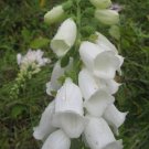 50 Flower Seeds  Digitalis Pure White Foxglove, fast growing   #RBSE64