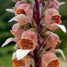 Reddish Bronze Digitalis Foxglove 50 Flower Seeds, easy to grow    #RBSE64