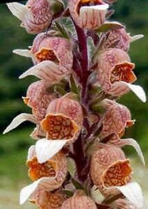 Reddish Bronze Digitalis Foxglove 50 Flower Seeds, easy to grow    #RBSE64