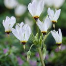 25 Flower Seeds  Dodecatheon White Meadia Shade Loving Perennial, easy to grow   #RBSE64