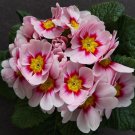 15  Flower Seeds pink Primrose   Pink Primula Perennial, easy to grow  #RBSE64
