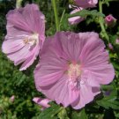 Malva Pink Perennial, 30 Flower Seeds  #RBSE64
