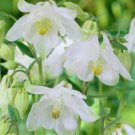 30  Flower Seeds Granny's Lace Bonnet Aquilegia, easy to grow    #RBSE64