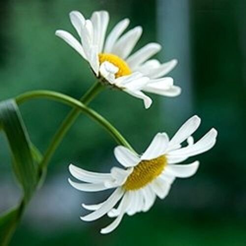 100 Flower Seeds White Roman Chamomile Perennial, easy to grow   #RBSE64
