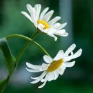 100 Flower Seeds White Roman Chamomile Perennial, easy to grow   #RBSE64