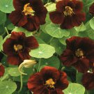30  Flower Seeds Nasturtium Black Velvet, easy to grow    #RBSE64