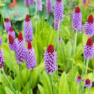 25 Flower Seeds Primula Vialii Orchid Primrose, easy  to grow  #RBSE64