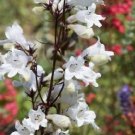 25 Flower Seeds Penstemon Hirsutus Snowbells, easy to grow       #RBSE64