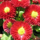 30 Flower Seeds Red Bellis   English Daisy, easy to grow     #RBSE64