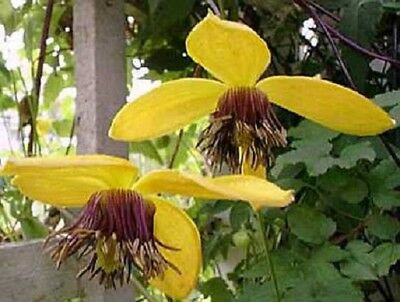 30 Flower Seeds Clematis Yellow Hybruda Aztek  Perennial    #RBSE64
