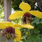 30 Flower Seeds Clematis Yellow Hybruda Aztek  Perennial    #RBSE64