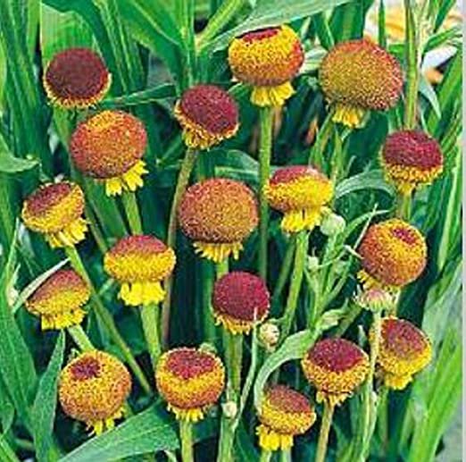 50 Flower Seeds Helenium Autumn Lollipop Perennial, easy to grow  #RBSE64