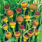 50 Flower Seeds Helenium Autumn Lollipop Perennial, easy to grow  #RBSE64