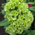 30 Flower Seeds  Celosia Lime Green Cockscomb, easy to grow      #RBSE64