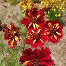 50 Flower Seeds Coreopsis Roulette, easy to grow     #RBSE64