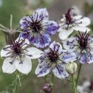 50 Flower Seeds    Love in the Mist Delft Blue Nigella    #RBSE64
