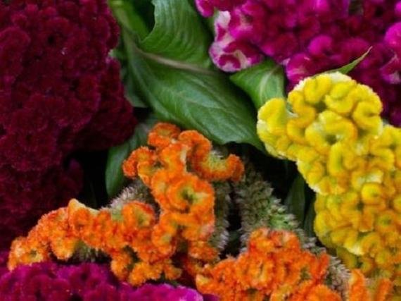 30 Flower Seeds Celosia Cockscomb Colored Mix color, easy to grow     #RBSE64