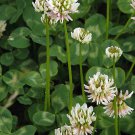 100  Flower Seeds White Clover, easy to grow       #RBSE64