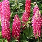 40 Flower Rose Colored Lupine Seeds, easy to grow   #RBSE64
