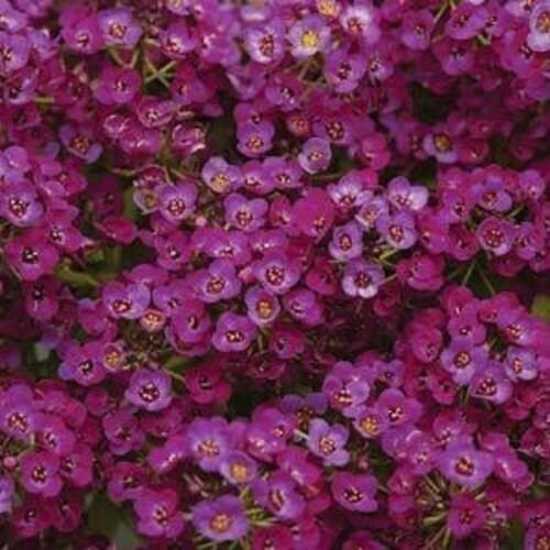 60  Flower Seeds Mix Clear Crystal Alyssum Perennial        #RBSE64