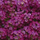 60  Flower Seeds Mix Clear Crystal Alyssum Perennial        #RBSE64
