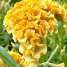 30 Flower Seeds Celosia Yellow Cockscomb, easy to grow     #RBSE64