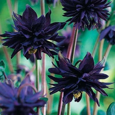 25 Flower Seeds  Black Barlow Double Aquilegia, easy to grow     #RBSE64