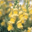 Sonnet Yellow Snapdragon Antirrhinum 50 Flower Seeds, easy to grow     #RBSE64