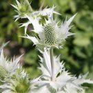30 flower seeds Eryginum Silver Sea Holly, Fast Growing    #RBSE64