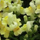 30 Flower Seeds Snapdragon Antirrhinum Lemon Sherbet, easy to grow     #RBSE64