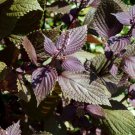 Frutescens Perilla 100  Flower Seeds, easy to grow    #RBSE64