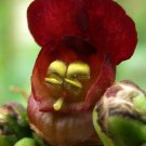 Red Late Figwort   Perennial  30 seeds  #RBSE64