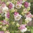 30 flower seeds  Pink Petticoat Double Pleated Aquilegia, easy to grow  #RBSE64