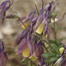 30 Flower Seeds Black Currant Ice Dwarf Aquilegia, easy to grow    #RBSE64