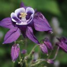 35 Flower Seeds Purple Alpinia Aquilegia, easy to grow     #RBSE64